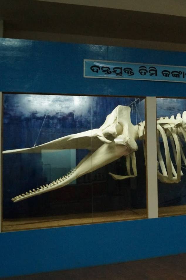 Museum Bhubaneswar