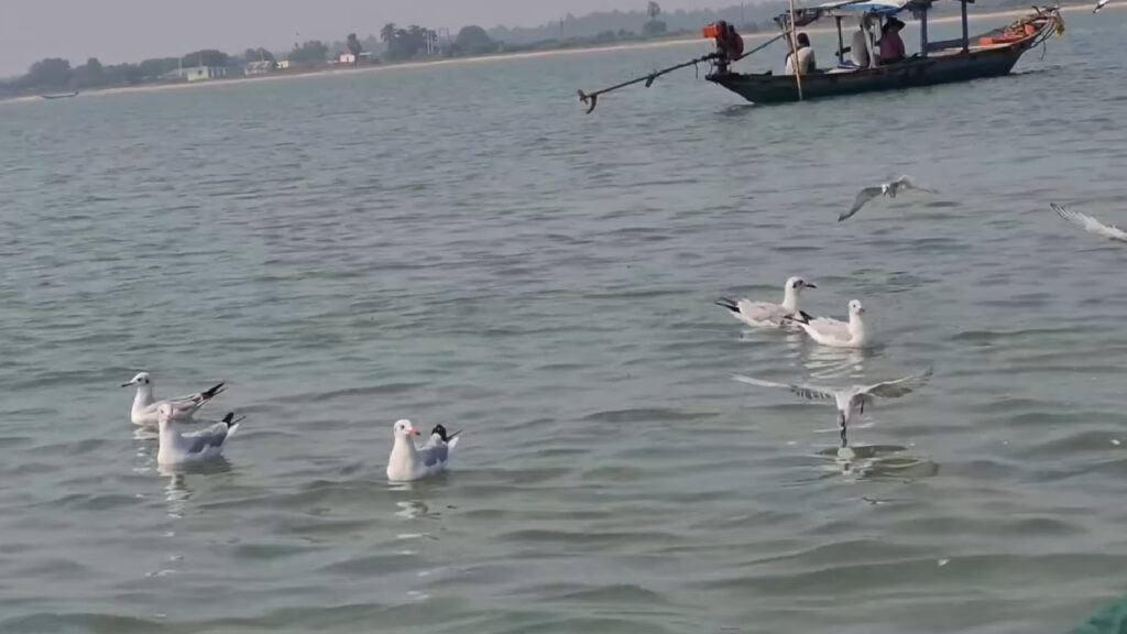 Chilika Lake Bird Watching