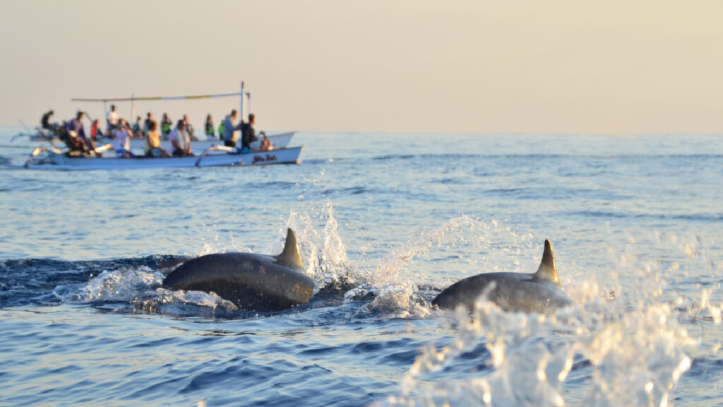 Chlika lake Dolphin Watching